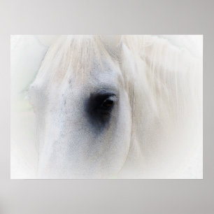 Poster Beau oeil de cheval