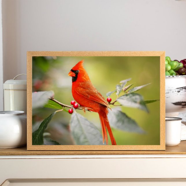 Poster Beau oiseau cardinal rouge dans l'arbre (Créateur téléchargé)