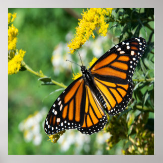 Poster Beau papillon monarque