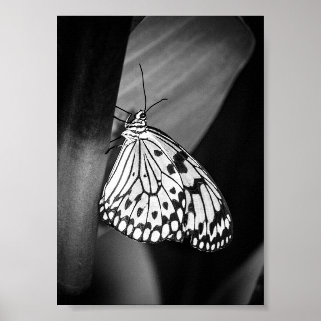 Poster Beau papillon noir et blanc Archival (Devant)
