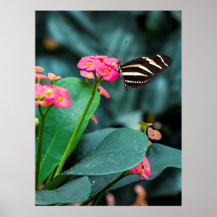 Poster Beau papillon sur une fleur rose