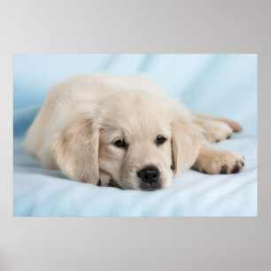 Poster Beau Petit Chiot
