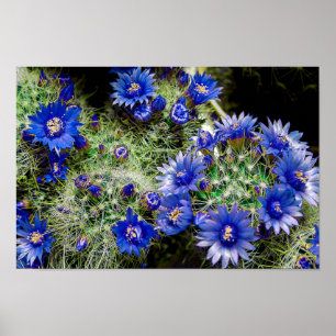Poster Beau Plante de cactus à fleurs bleues