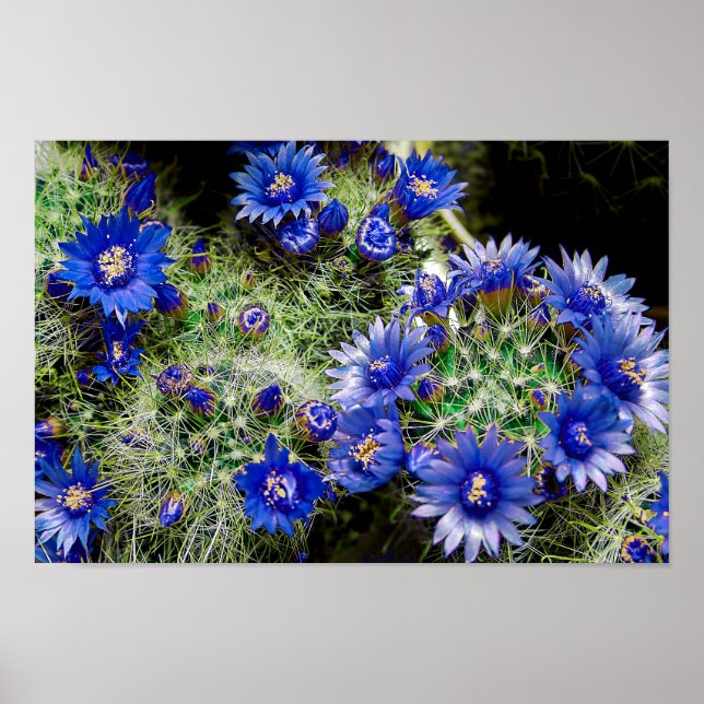 Poster Beau Plante de cactus à fleurs bleues (Devant)