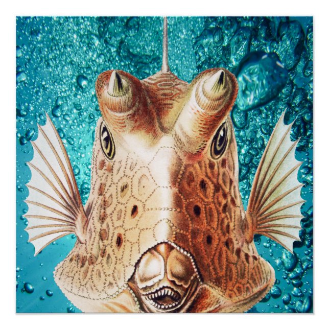 Poster Beau poisson Art par Earnst Haeckel (Devant)