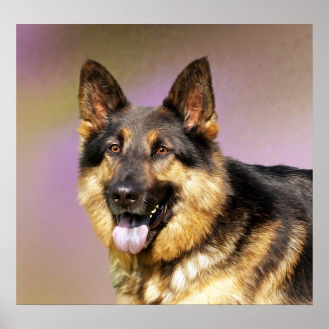 Poster Beau portrait de chien berger allemand (Devant)
