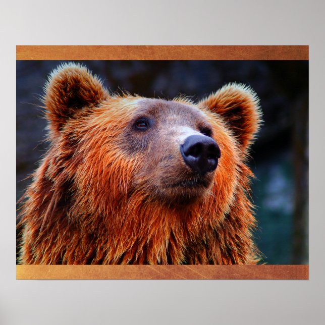 Poster Beau Portrait d'ours Brown Faune Photo (Devant)