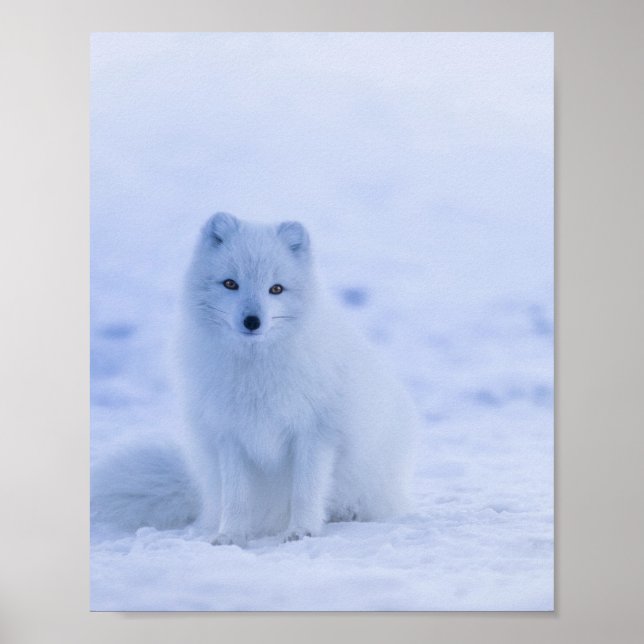 Poster Beau renard arctique (Devant)