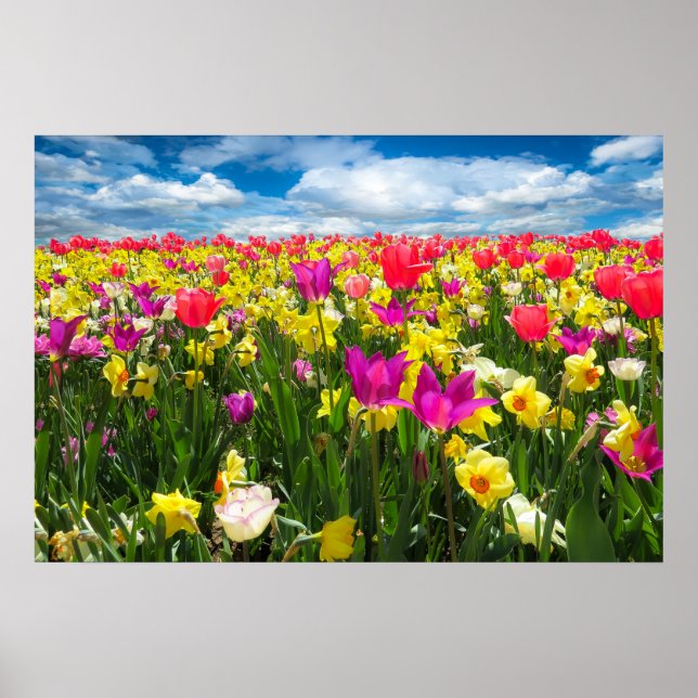 Poster Beau terrain de tulipe coloré (Devant)