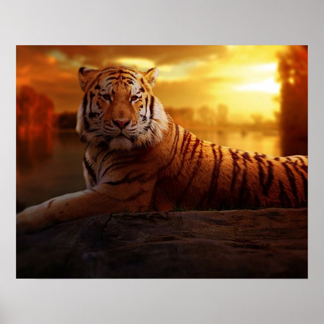 Poster Beau tigre (Devant)
