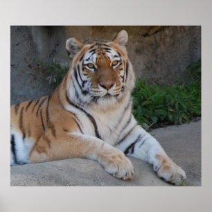 Poster Beau tigre du Bengale