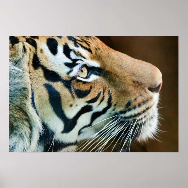 Poster Beau visage de tigre en profil (Devant)