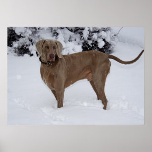 Poster Beau Weimaraner dans la neige