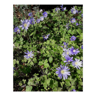 Poster Beaucoup de fleurs