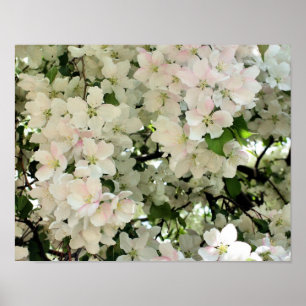 Poster Beaucoup De Fleurs De Crabapple Printemps