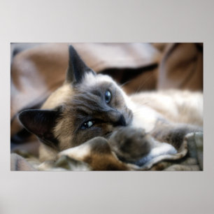 Poster Beauté Blue Eyed