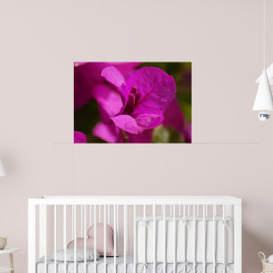 Poster Beauté de bouganvillée