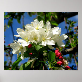 Poster Beauté de ChinaBerry