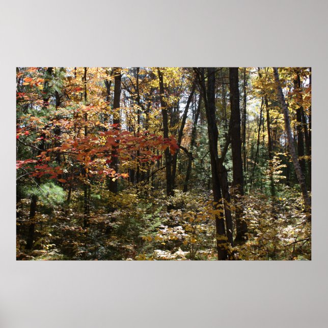 Poster Beauté de Deep Woods (Devant)