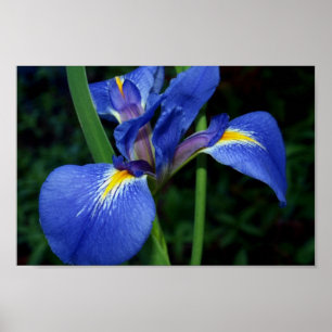 Poster Beauté de drapeau bleu