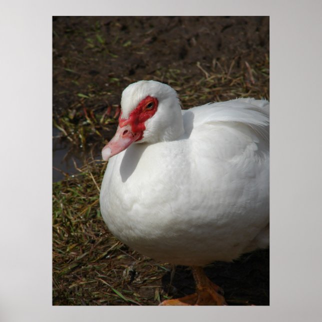 Poster Beauté de la Muscovy Hen (Devant)