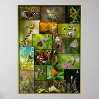 Poster Beauté des papillons