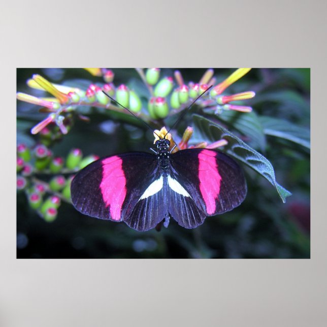 Poster Beauté des papillons (Devant)