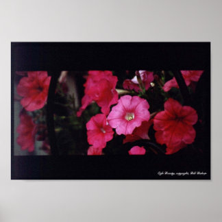 Poster Beauté du café