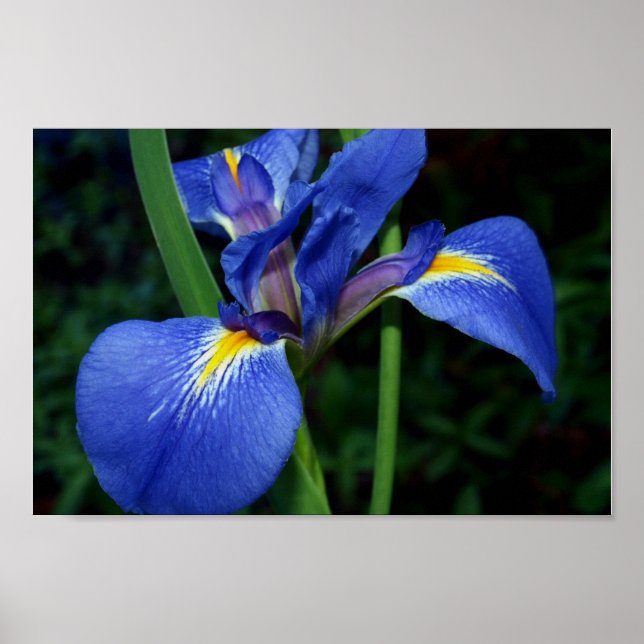 Poster Beauté du drapeau bleu (Devant)