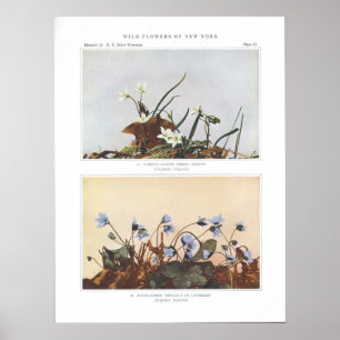 Poster Beauté du printemps à feuillage étroit - Claytonia