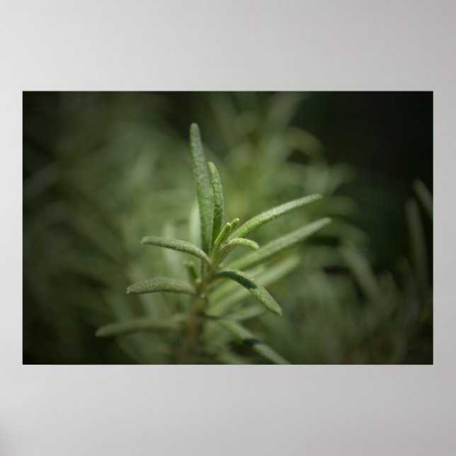 Poster Beauté du romarin (Devant)