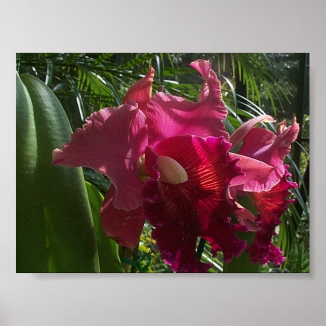 Poster Beauté exotique (2) (Devant)
