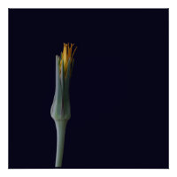 Beauté florale cachée