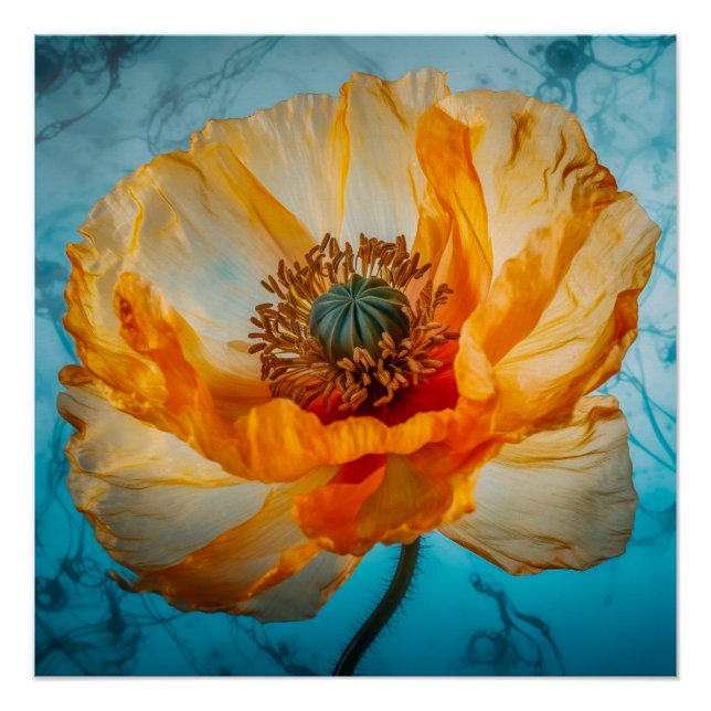 Poster Beauté orange (Devant)