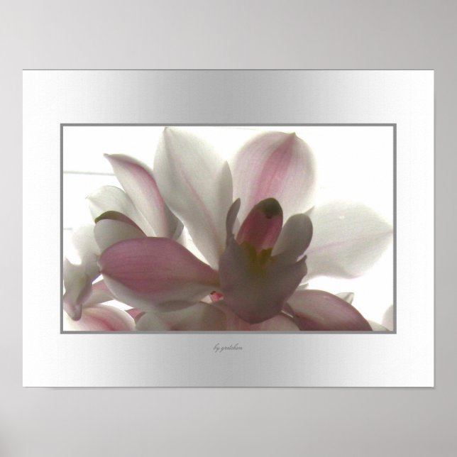 Poster Beauté pâle de l'orchidée (Devant)