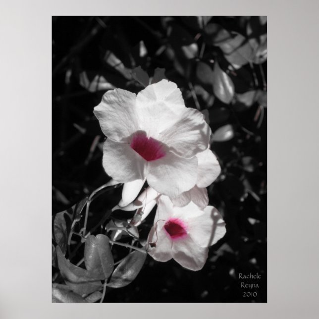 Poster Beauté passionnante (Devant)