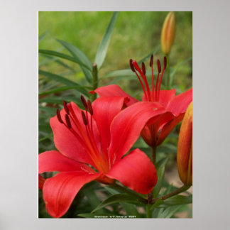 Poster beauté vibrante - par W. Michael Ley - ...