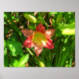 Poster Beautiful Lily