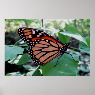 Poster Beautiful Monarch Butterfly