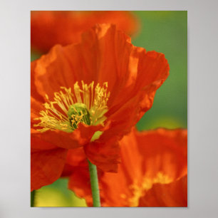 Poster Beautiful Red Poppy