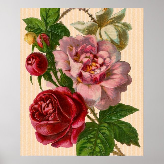 Poster Beautiful Roses (Devant)