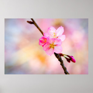 Poster Beautiful Sakura Cherry