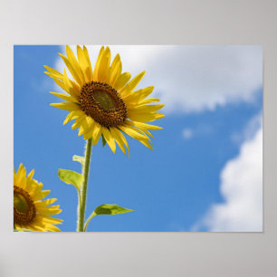 Poster beautiful sun flowers with cloudy blue sky