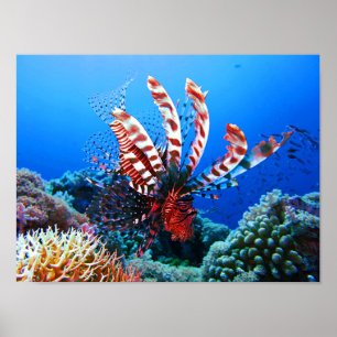 Poster Beautiful Tropical Lionfish