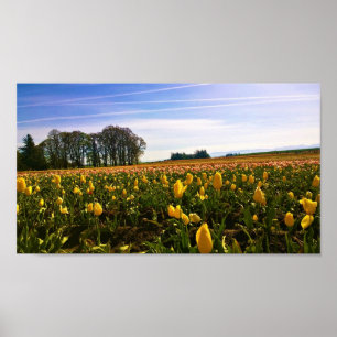 Poster Beautiful Tulip Field