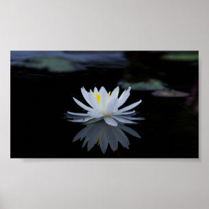 Poster Beautiful White Lotus,Lake,Zen