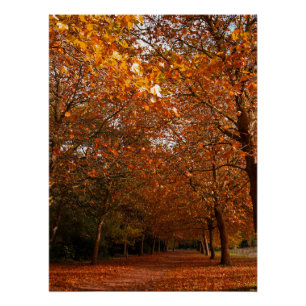 Poster Beaux arbres d'automne