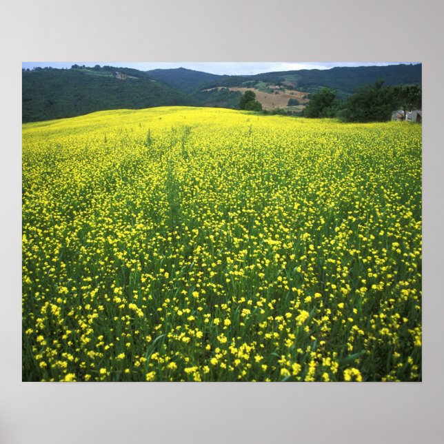 Poster Beaux champs couverts de fleurs jaunes de San (Devant)