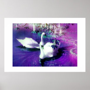 Poster Beaux cygnes