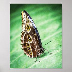 Poster Beaux Papillons Insectes Archivage Beaux-Arts